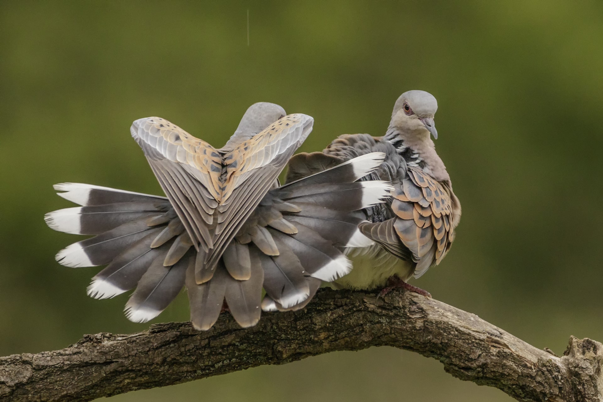 Körmendy Zizi - Szívemet adom neked, Szívecskék a természetben közönségdíj 2023 [fotó, 70 x 50 cm]